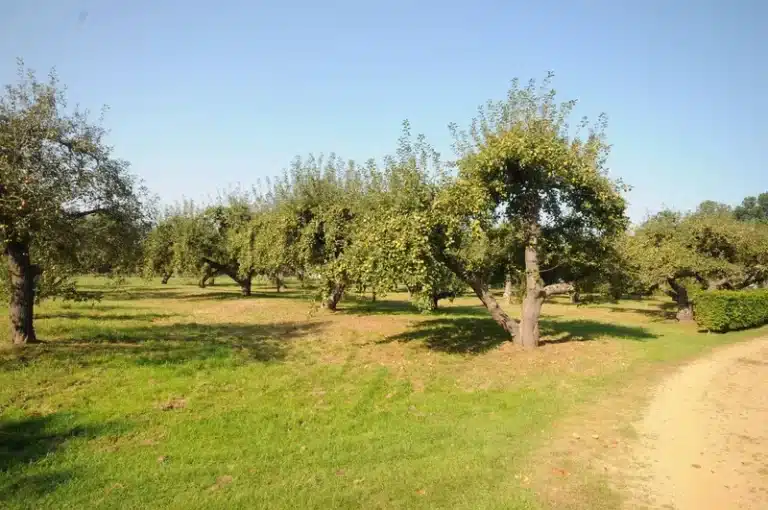 1-Kromrom-Rhein-Natur