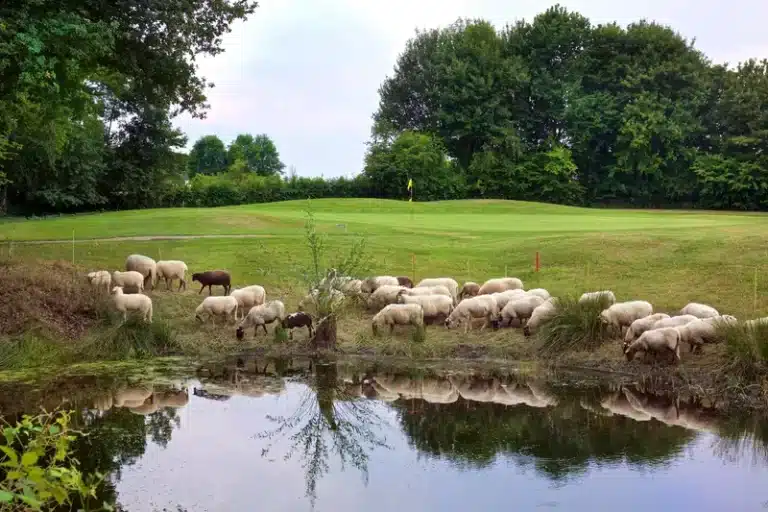 1-Zuid-Limburgse-Golf-En-Country-Club-Wittem-Schapen
