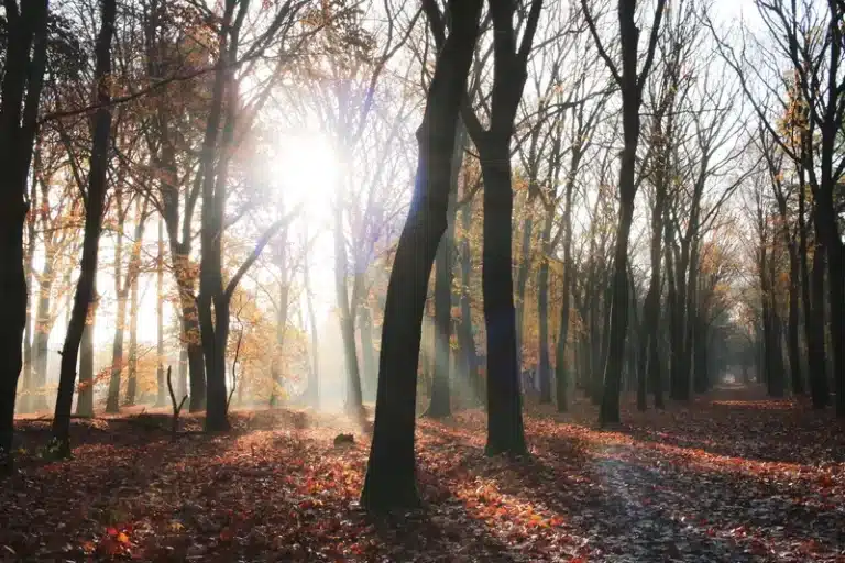 5-Golfbaan-Landgoed-Bleijenbeek-Bos-Bomen