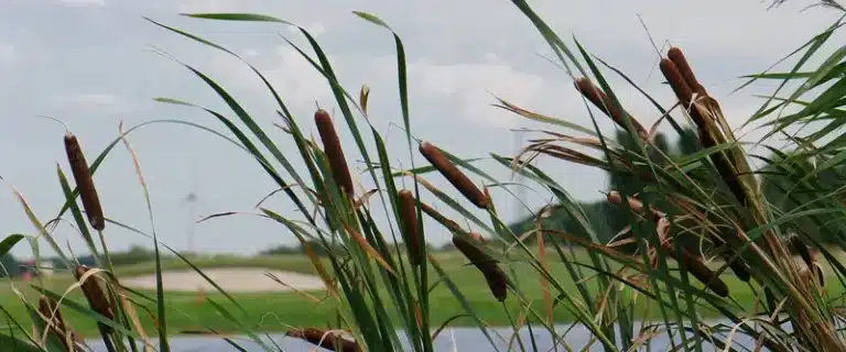 8-Golf-Raymerswael-Natur