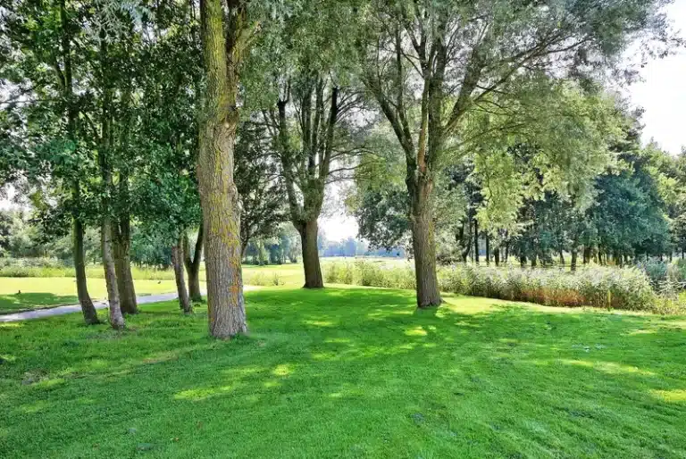 8-Golfplatz-Sluispolder-Bäume
